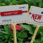 Limbo GP Petunia Dwarf 'Salmon'